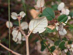 Spyridium thymifolium