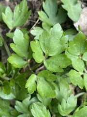 Ranunculus repens