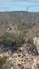 Bulbine cepacea