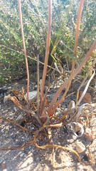 Bulbine cepacea