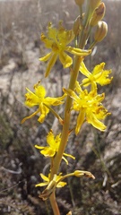 Bulbine cepacea