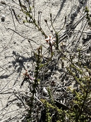 Jamesbrittenia albomarginata