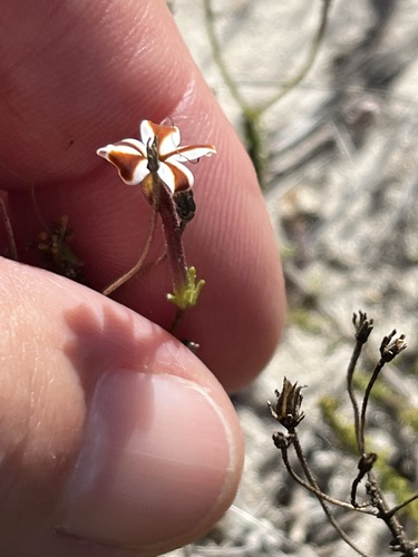 Image of Jamesbrittenia albomarginata by (c) Charleen Brunke, some rights reserved (CC BY)
