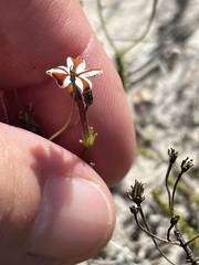 Jamesbrittenia albomarginata