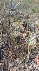 Watsonia strictiflora
