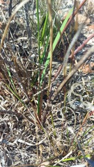 Watsonia strictiflora
