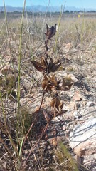 Watsonia strictiflora