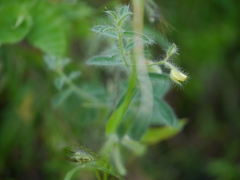 Crotalaria calycina