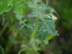 Crotalaria calycina
