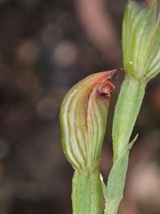 Pterostylis clivosa
