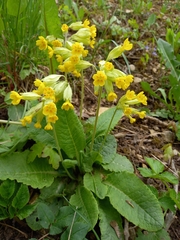 Primula veris
