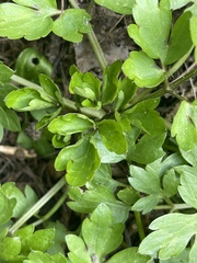 Ranunculus repens
