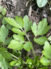 Ranunculus repens