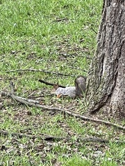 Sciurus vulgaris