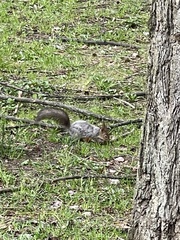 Sciurus vulgaris