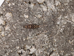 Mesomachilis