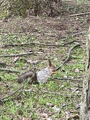 Sciurus vulgaris
