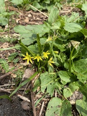 Gagea granulosa