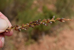 Aphyllodium biarticulatum