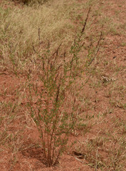 Aphyllodium biarticulatum