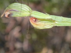 Pterostylis clivosa