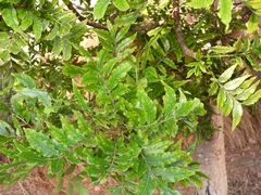 Harpephyllum caffrum