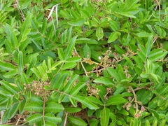 Harpephyllum caffrum