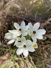 Ornithogalum arabicum