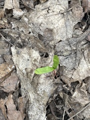 Acer platanoides