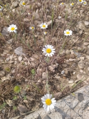 Anthemis ruthenica