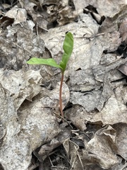 Acer platanoides