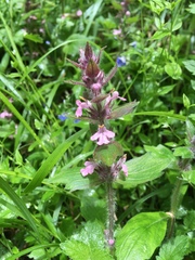 Ajugoideae