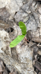 Acer platanoides