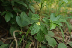 Passifloraceae