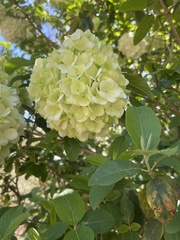 Viburnum macrocephalum