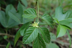 Passifloraceae