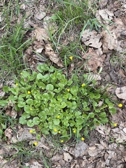 Ficaria verna
