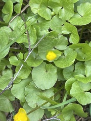 Ficaria verna