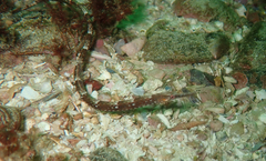 Syngnathus temminckii