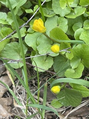 Ficaria verna