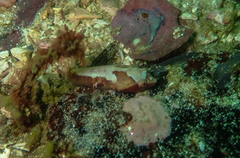 Apletodon pellegrini