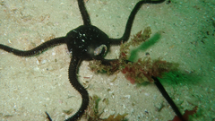 Apletodon pellegrini
