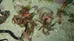 Achaeopsis spinulosa