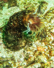 Ceriantheopsis austroafricanus