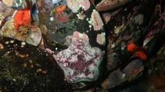 Parvulastra dyscrita