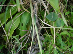 Chlorophytum glaucoides