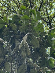 Guarea kunthiana