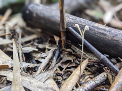 Didymoplexis micradenia