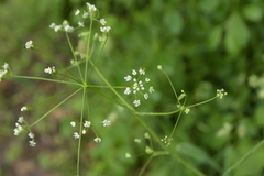 Perideridia americana