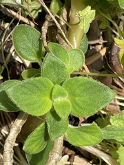 Streptocarpus saxorum